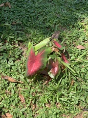 Caladium bicolor