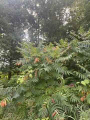 Rhus typhina