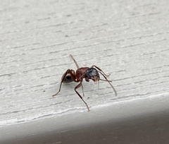 Camponotus ligniperda