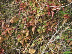 Drosera schmutzii