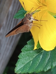 Asbolis capucinus