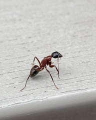Camponotus ligniperda