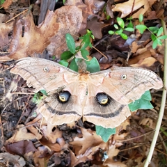 Antheraea polyphemus