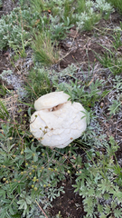 Calvatia