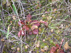 Drosera schmutzii