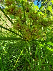 Cyperus eragrostis