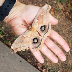 Antheraea polyphemus