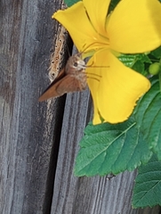 Asbolis capucinus
