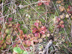 Drosera schmutzii