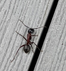 Camponotus ligniperda
