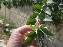Elaeagnus angustifolia