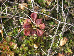 Drosera schmutzii