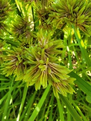 Cyperus eragrostis