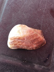 Lamarcka imbricata