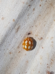 Calvia decemguttata