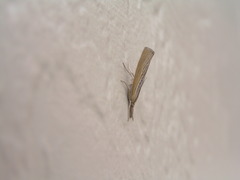 Pediasia dorsipunctellus