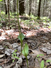Ophioglossum pusillum