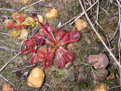 Drosera schmutzii
