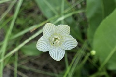 Parnassia glauca