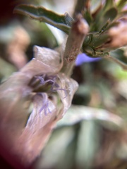 Cichorium intybus