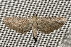 Eupithecia millefoliata