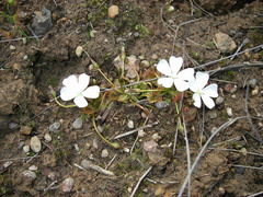 Drosera schmutzii
