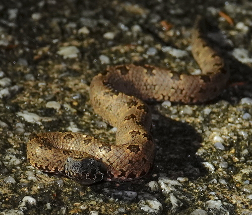 Indo-Malayan mountain pitviper