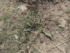 Sisymbrium orientale