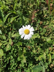 Leucanthemum vulgare