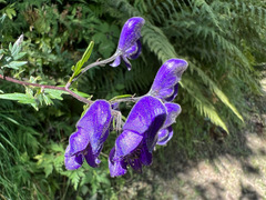 Aconitum degenii
