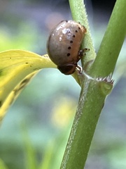 Labidomera clivicollis