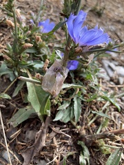 Cichorium intybus