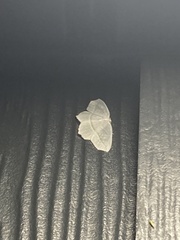 Campaea perlata