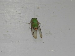Cicadomorpha