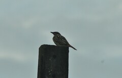 Myiodynastes maculatus