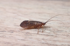Anabolia