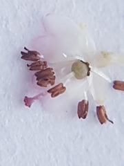 Erica paniculata