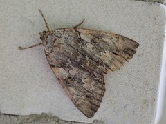 Catocala subnata