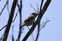 Inezia inornata