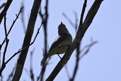 Inezia inornata