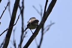 Inezia inornata