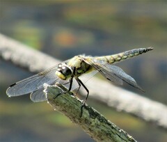 Libellula quadrimaculata
