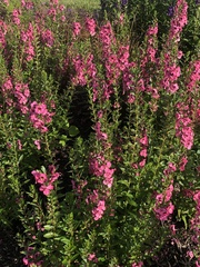 Angelonia