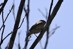 Inezia inornata