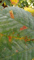Cameraria ohridella