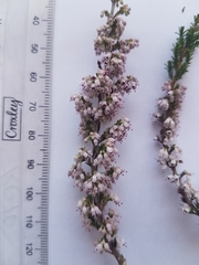Erica paniculata