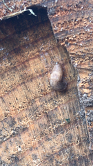 Deroceras reticulatum