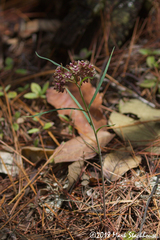 Asclepias atroviolacea