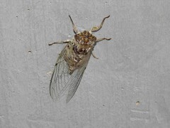 Cicadomorpha