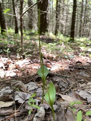 Ophioglossum pusillum